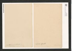 Campylodiscus hodgsonii W. Sm. (de-Toni-Nr.: Genus 57, Species 2432) Zeichnungen Sammlung Grunow (NHMW-BOT-W0373092)